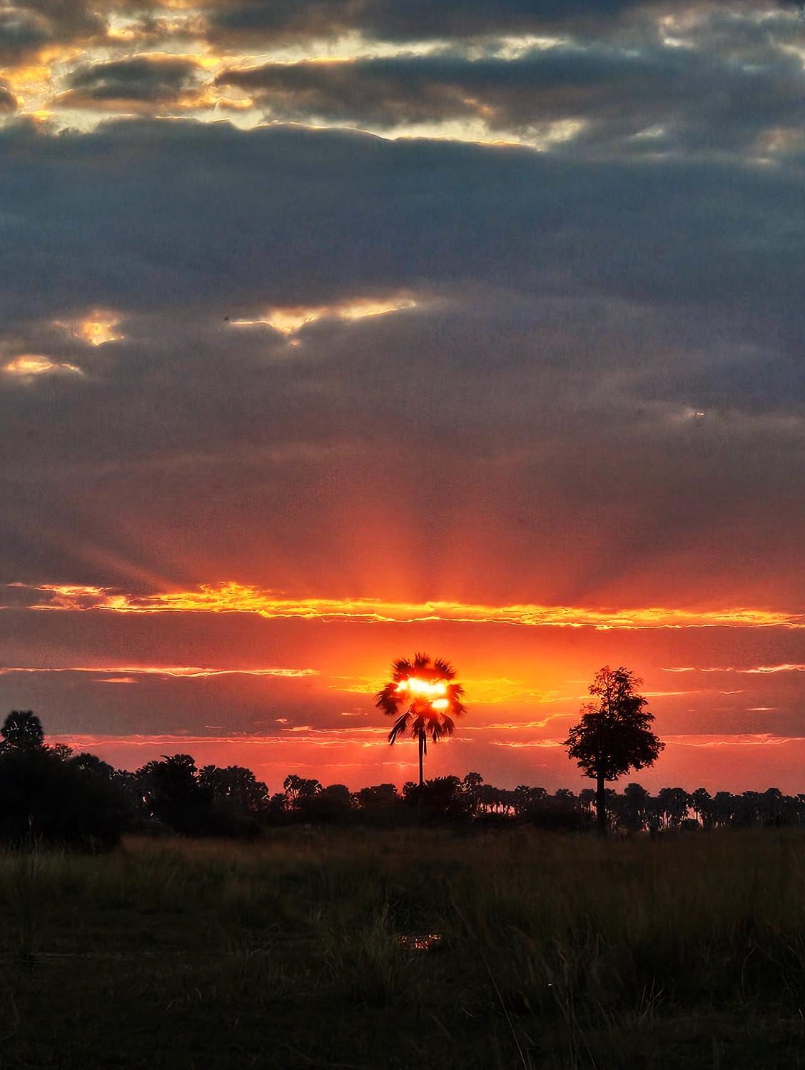 Sunset over a savanna, the sun breaking through a lone tree